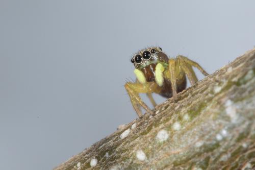 Heliophanus tribulosus